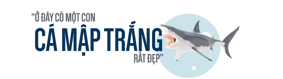 Con cá rất đẹp đột ngột mất tích và cuộc săn tìm đàn cá mập trắng lớn nhất thế giới - Ảnh 5.
