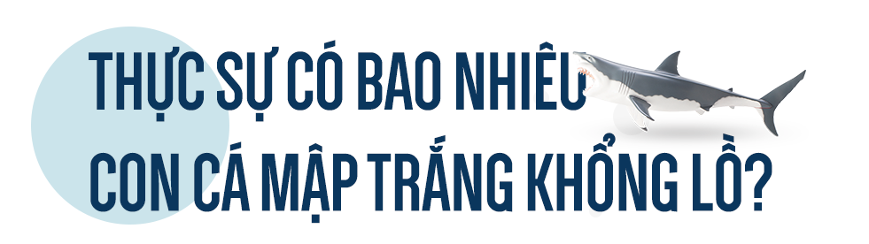 Con cá rất đẹp đột ngột mất tích và cuộc săn tìm đàn cá mập trắng lớn nhất thế giới - Ảnh 8.