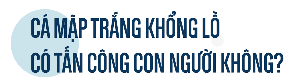 Con cá rất đẹp đột ngột mất tích và cuộc săn tìm đàn cá mập trắng lớn nhất thế giới - Ảnh 13.