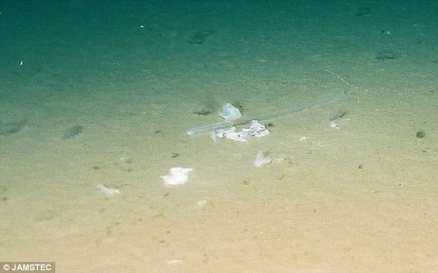Lặn xuống nơi sâu nhất đại dương, các nhà khoa học phát hiện điều đáng sợ - Ảnh 4.