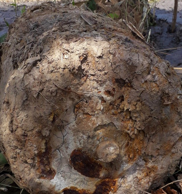 Người dân hoảng hốt phát hiện đầu đạn dài 1,2 m trong rừng U Minh hạ - Ảnh 1.