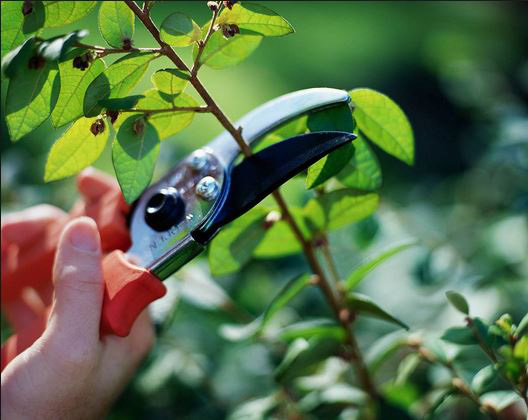 Lên chùa tìm cách rũ bỏ phiền muộn, không ngờ lại phải đi cắt tỉa cây triền miên, đến khi phát cáu, người đàn ông mới ngộ ra việc cần làm - Ảnh 1.