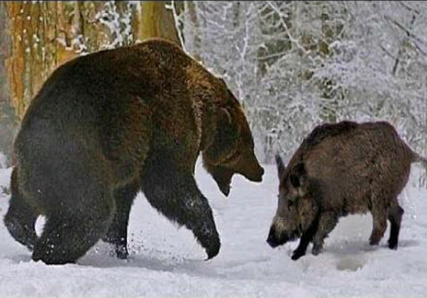 Gấu ghì cả cơ thể lên lợn rừng, đang ăn tươi nuốt sống thì bất ngờ bỏ chạy - Ảnh 1.