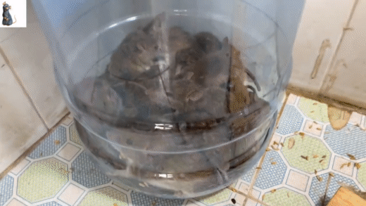 Chuột lúc nhúc sa vào bẫy làm bằng vỏ bình nước 20 lít - Ảnh 1.