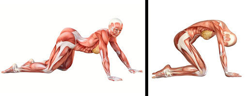 Yoga trị liệu: Chuyên gia Yoga Ấn Độ chỉ cách kiểm soát đau lưng và bài tập để hồi phục - Ảnh 4.