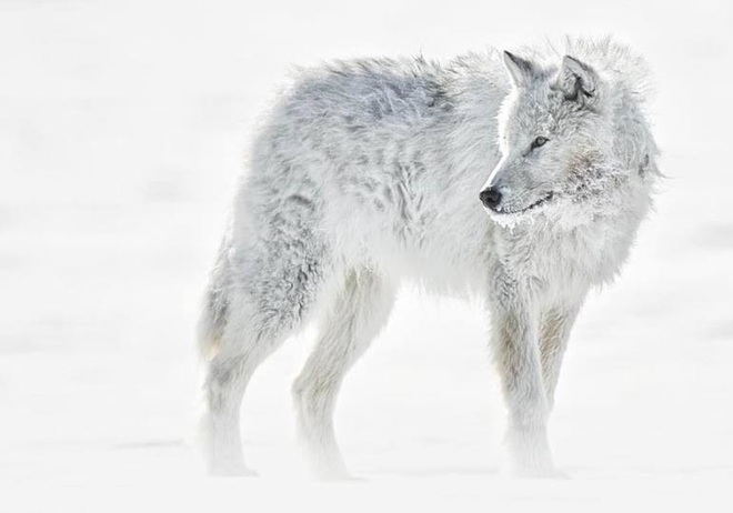 Mồ chôn của sói Bắc Cực: Lụi tàn không phải vì thử thách khắc nghiệt của tự nhiên, thứ gì đang chôn chúng? - Ảnh 2.