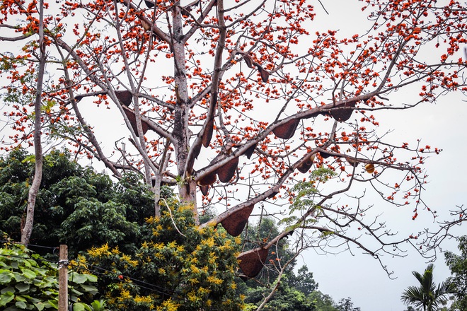 Kỳ lạ cây hoa gạo có cả trăm tổ ong trú ngụ nhiều năm qua, chủ nhà quyết tâm bảo vệ - Ảnh 7.