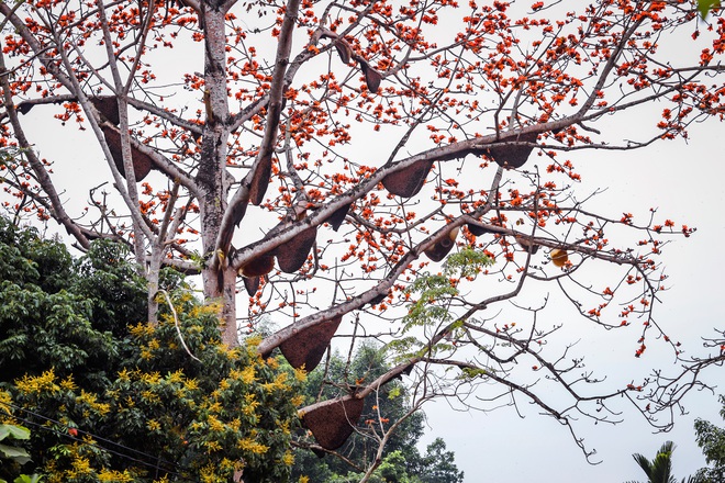 Kỳ lạ cây hoa gạo có cả trăm tổ ong trú ngụ nhiều năm qua, chủ nhà quyết tâm bảo vệ - Ảnh 9.