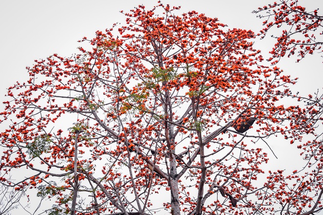 Kỳ lạ cây hoa gạo có cả trăm tổ ong trú ngụ nhiều năm qua, chủ nhà quyết tâm bảo vệ - Ảnh 3.