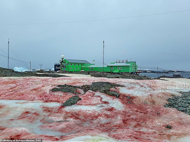 Giải mã hiện tượng tuyết đỏ như máu bao phủ quanh trạm nghiên cứu ở Nam cực - Ảnh 3.