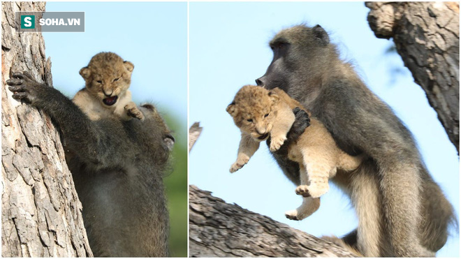 Chuyện hi hữu: Khỉ đầu chó bắt cóc sư tử con rồi đem lên cây cao chăm sóc - Ảnh 1.