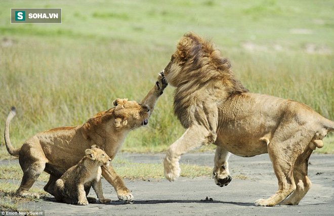 Thấy sư tử đực tiếp cận, vì sao con cái liều mạng để ngăn cản? - Ảnh 1.
