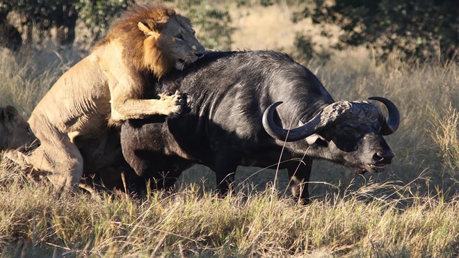 Ít khi đi săn nhưng sư tử đực đã trình diễn một màn săn mồi đỉnh cao - Ảnh 1.
