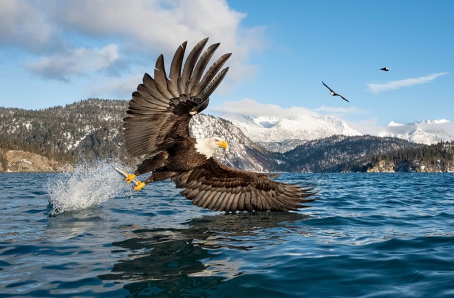 24h qua ảnh: Đại bàng đầu trắng bắt cá trên hồ ở Alaska - Ảnh 5.