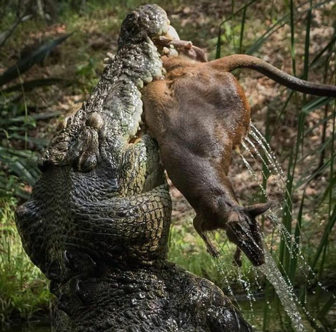 Vào đầm lầy uống nước, Kangaroo bị tập kích bất ngờ: Kẻ đi săn dùng đòn kinh điển gì để kết liễu mạng nó? - Ảnh 1.