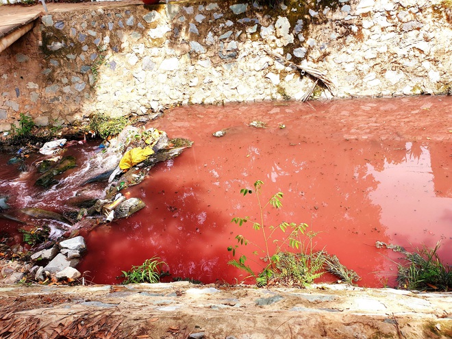 Con suối nhuốm màu đỏ tươi như máu rồi tràn vào các ruộng rau muống ở Bình Dương - Ảnh 2.