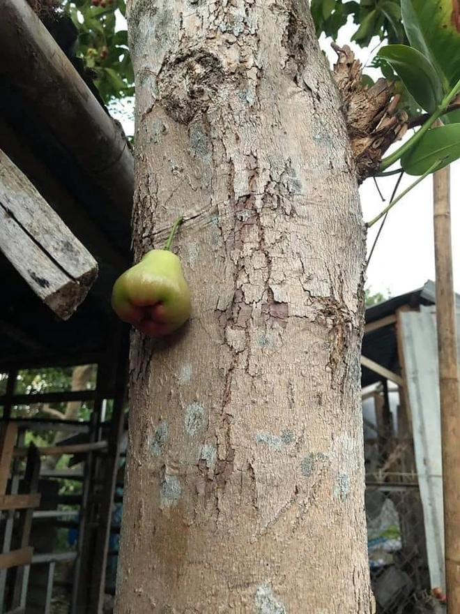 Quả roi ngang ngược khiến dân mạng bật cười: Mọc trực tiếp từ thân cây, lẻ loi một mình - Ảnh 1.