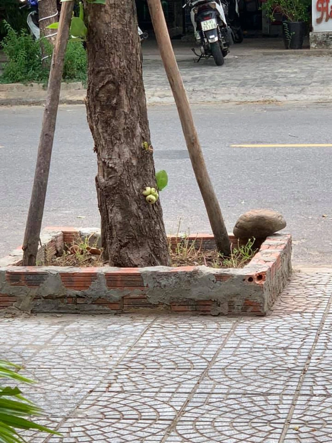 Quả roi ngang ngược khiến dân mạng bật cười: Mọc trực tiếp từ thân cây, lẻ loi một mình - Ảnh 6.