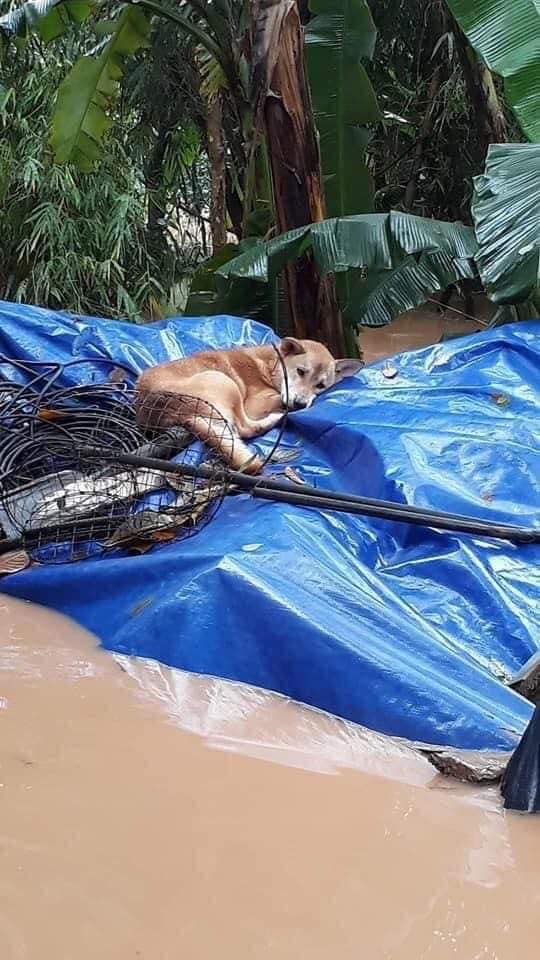 Xúc động hình ảnh người phụ nữ lội trong nước lũ, không quên xách theo chú chó trong chiếc làn nhỏ - Ảnh 4.