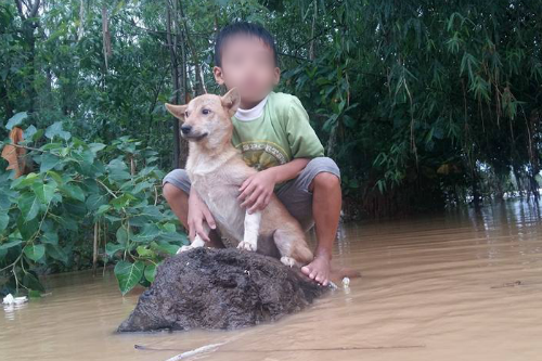 Xúc động hình ảnh người phụ nữ lội trong nước lũ, không quên xách theo chú chó trong chiếc làn nhỏ - Ảnh 6.