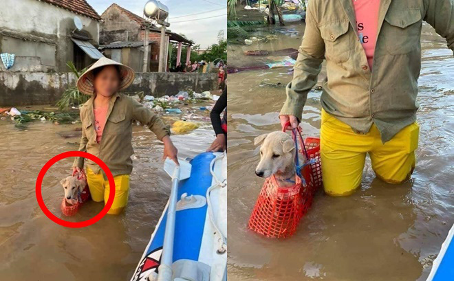 Xúc động hình ảnh người phụ nữ lội trong nước lũ, không quên xách theo chú chó trong chiếc làn nhỏ