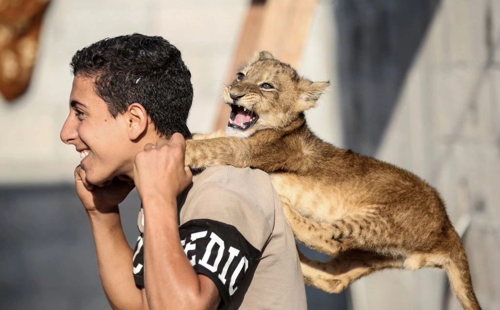 24h qua ảnh: Chàng trai Palestine chơi với sư tử con