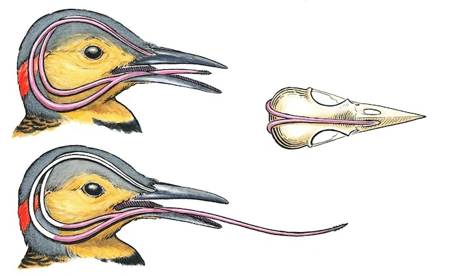Giải mã chiếc lưỡi dài bằng 1/3 cơ thể, được quấn quanh não của chim gõ kiến - Ảnh 1.