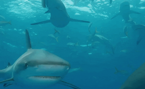 Kịch bản kinh hoàng với 500.000 con cá mập liên quan đến một số loại vắc xin Covid-19