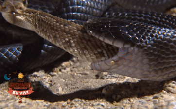 Cơn ác mộng của rắn đuôi chuông, nọc độc cũng bất lực khi bị kẻ thù ăn thịt dần từ đuôi lên đầu