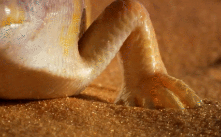 Thằn lằn cát vô tình đụng phải rắn lục sừng trên sa mạc, pha 'độn thổ' giúp nó thoát chết