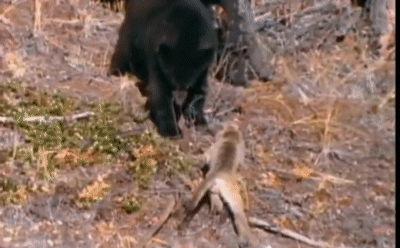 Đụng đến báo con, gấu đen bị 'bà mẹ' hung dữ đánh đến trèo lên cây cũng không thoát
