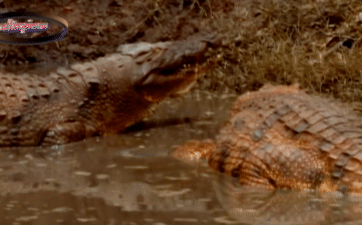 Cá sấu mẹ đang định đưa con xuống nước thì kẻ thù đến tổ giết hại, liệu trận chiến sẽ ra sao?
