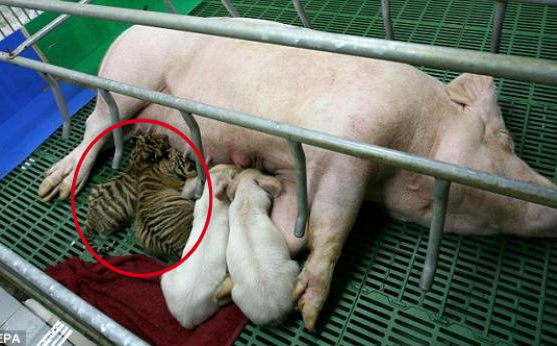 Con mồi nuôi kẻ săn mồi: Thái độ của con hổ khi lớn khiến nhân viên sở thú bất ngờ