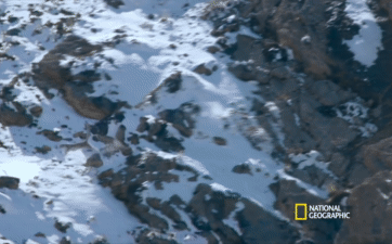 Báo tuyết vừa tóm được dê núi thì cả hai rơi xuống vực: Có phải thảm họa với kẻ săn mồi?