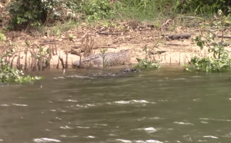 Cá sấu cái đang nằm sưởi ấm, dưới nước bỗng vọt lên một 'bóng đen': Cuộc truy sát bắt đầu
