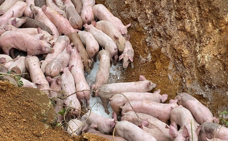 Tìm thấy người vứt bỏ cả đàn lợn nghi mắc dịch bệnh giữa đường