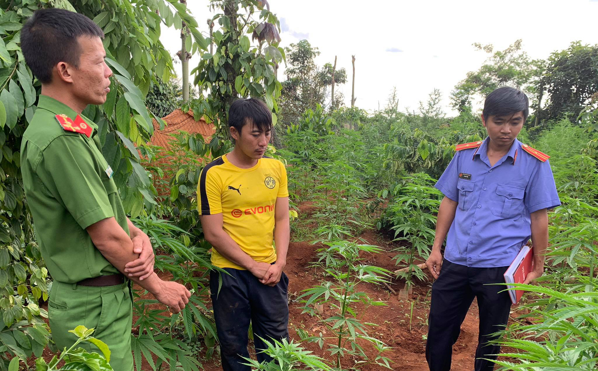 Hai anh em sinh đôi khai trồng hàng trăm cây cần sa trong rẫy cà phê để cho gà ăn