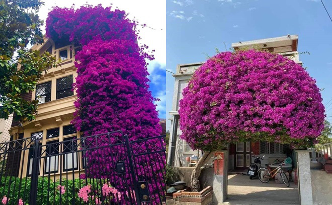 Dân mạng khoe những giàn hoa &quot;vĩ đại&quot; phủ kín nhà nhưng có một nguy cơ ai nghĩ tới cũng e sợ