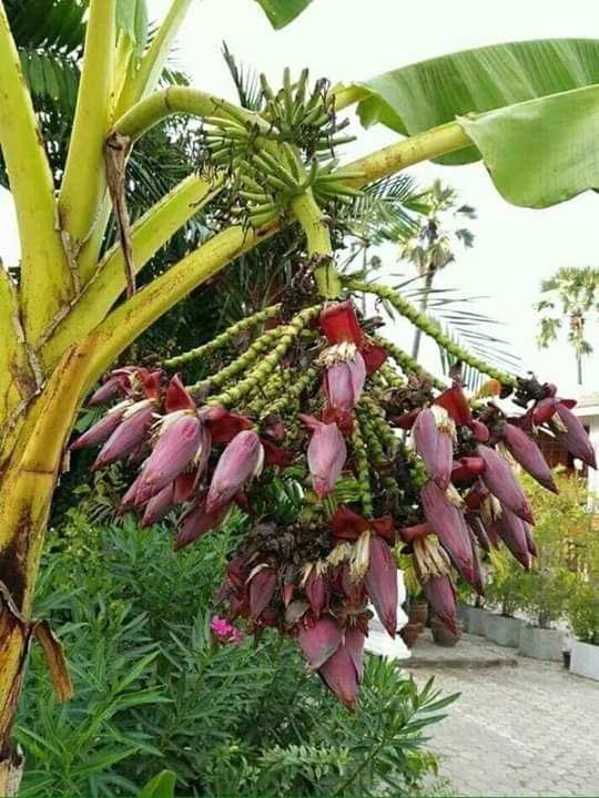 Buồng chuối kỳ lạ, có một không hai, nhìn ảnh dân mạng chỉ ra một nguy cơ - Ảnh 1.