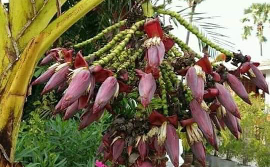 Buồng chuối kỳ lạ, "có một không hai", nhìn ảnh dân mạng chỉ ra một nguy cơ