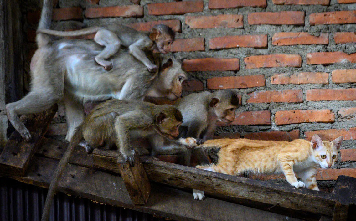 24h qua ảnh: Đàn khỉ đuổi bắt mèo trong tòa nhà hoang ở Thái Lan