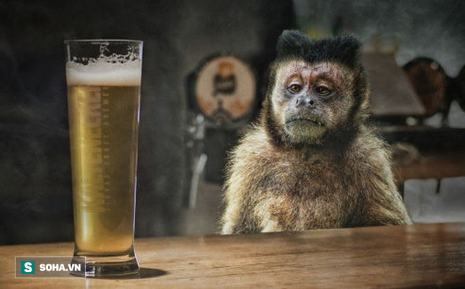 Một con khỉ nghiện rượu bị kết án tù chung thân vì gây hậu quả 'đặc biệt nghiêm trọng'