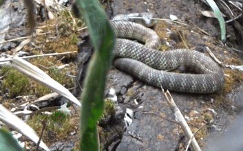 Một trong những loài rắn độc nhất nước Úc lại thua trận vì một con thằn lằn