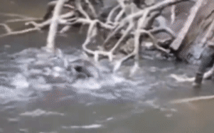 Cảnh hiếm thấy trong sở thú ở New York: Khỉ đùa dai, bị bầy rái cá dìm chết dưới nước