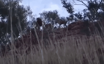 3 chó hoang Dingo dồn Kangaroo tới vách đá - kết cục thế nào?