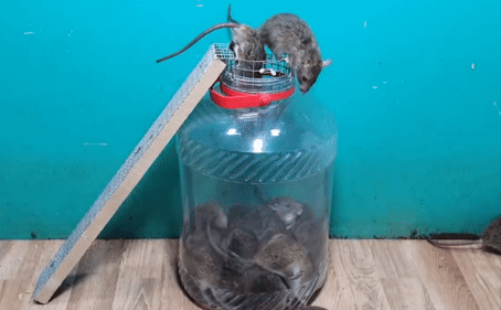 Chuột lúc nhúc chui đầu vào chiếc bẫy dựa trên ý tưởng từ hom bắt cá