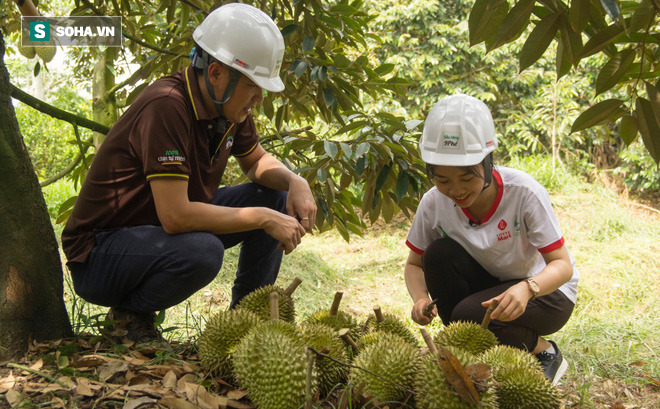 Cách làm sầu riêng không giống ai của ông chủ vựa sầu riêng chín tự nhiên đắt nhất nhì Việt Nam