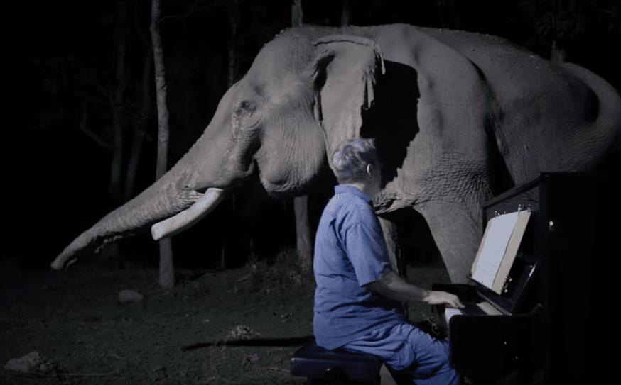 Chú voi già từng bị bạo hành ứa nước mắt khi được nghệ sĩ chơi đàn piano cho nghe