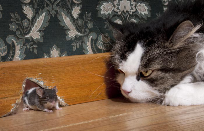Nhìn thấy mèo là sợ, chuột cầu cứu sự giúp đỡ đến 3 lần và hồi kết khiến nhiều người giật mình xem lại bản thân - Ảnh 2.