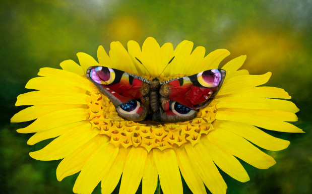 Rõ là hình con bướm đậu trên bông hoa, tại sao có thể nói đây là một... cô gái?